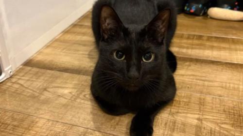 室内にいる猫