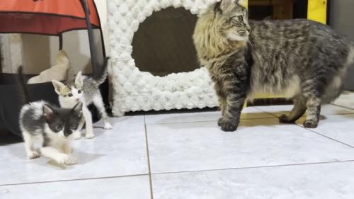 怖がる猫