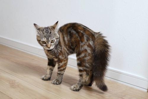 威嚇する猫