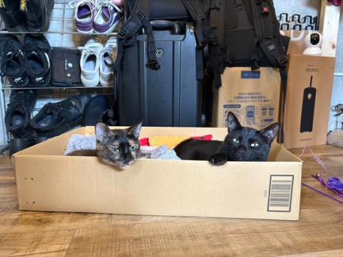 室内にいる猫