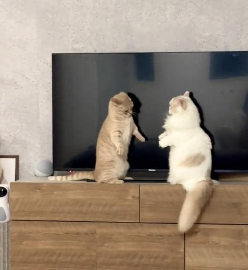見合う2匹の猫