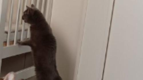 ベビーベッドにいる猫