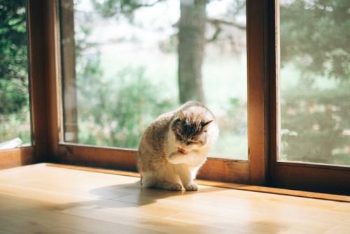 窓辺で毛づくろいする猫