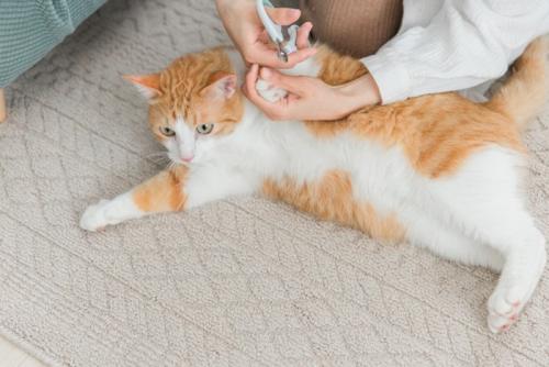 爪切りを嫌がる猫