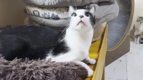 見開く猫