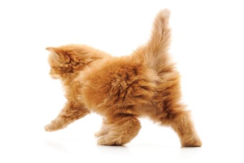 お尻を向ける猫