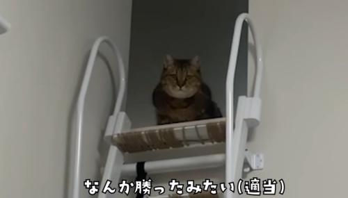 勝ったみたい
