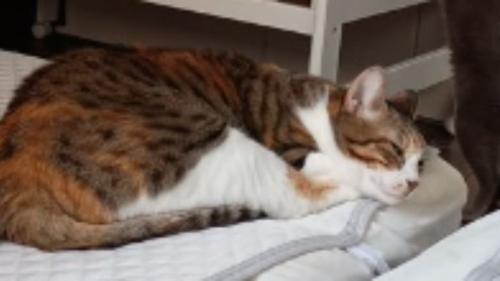 寝ている猫