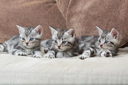 ソファーでくつろぐ猫の3兄弟