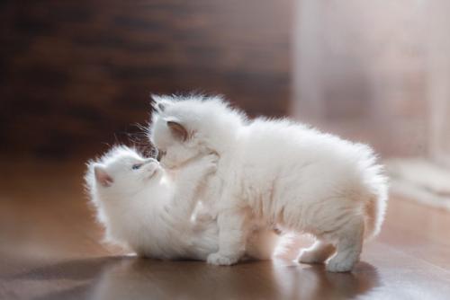 じゃれあっている2匹の子猫
