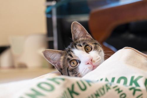 振り返る猫