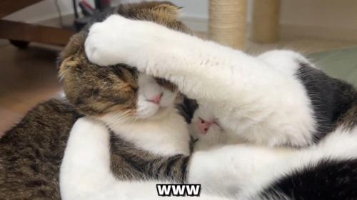 www