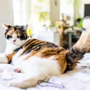 猫の『お尻から液体が出ている』のはなぜ?考えられる4つの原因と対処法