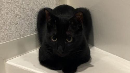 室内にいる猫