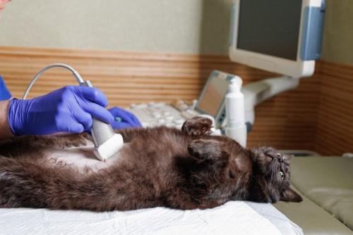 猫のエコー検査