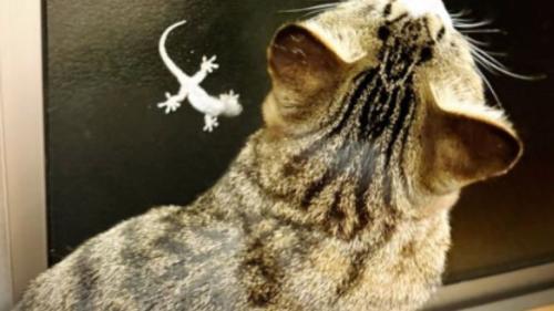 猫とヤモリ