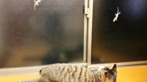 猫とヤモリ