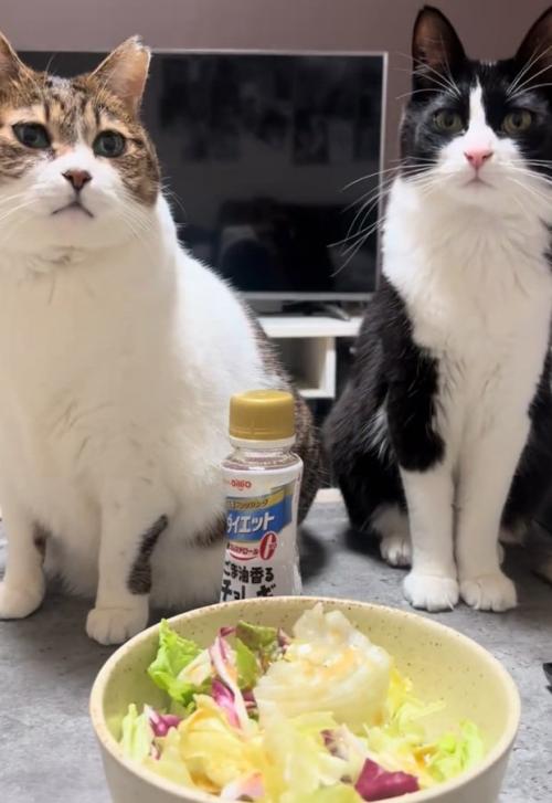 座る2匹の猫