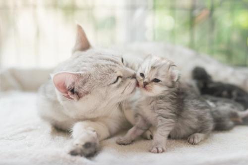 子猫をなめる母猫