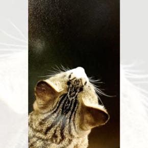 窓の上のほうを真剣に見つめる猫→『左下』を見てみると……まさかの光景に2万いいね「灯台もと暗し」「見失ってるのめっちゃ良いw」と話題に