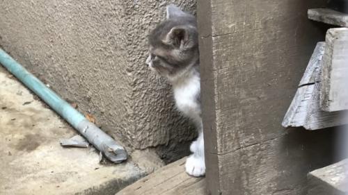 残された子猫