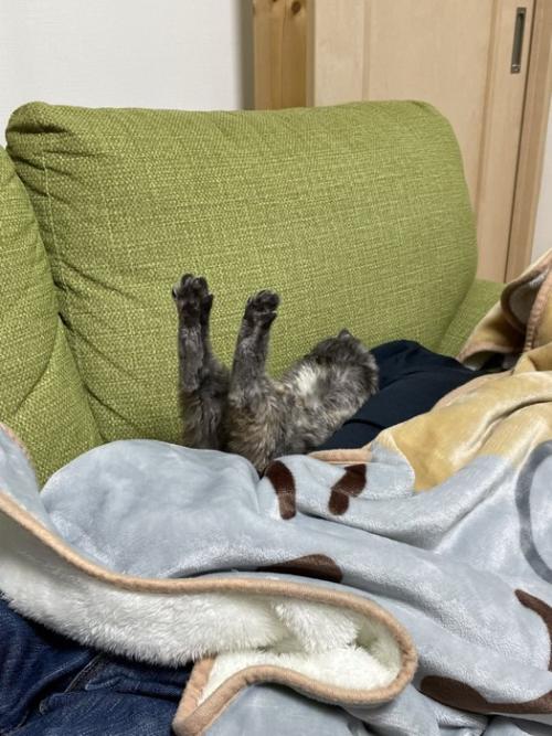 猫の足