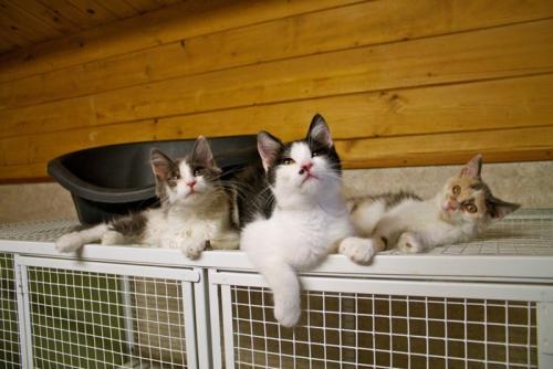 Catteryに預けられた子猫たち