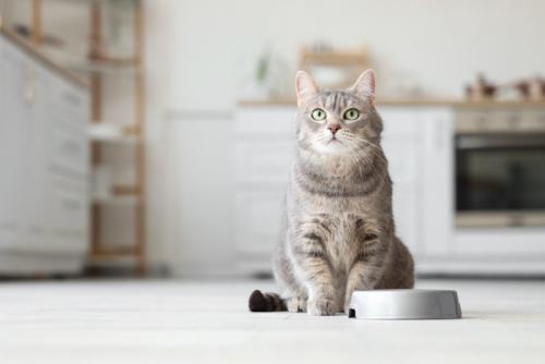 ごはん皿と猫