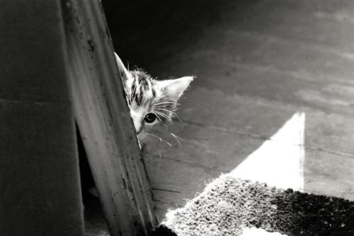 ビクビクと隠れる猫
