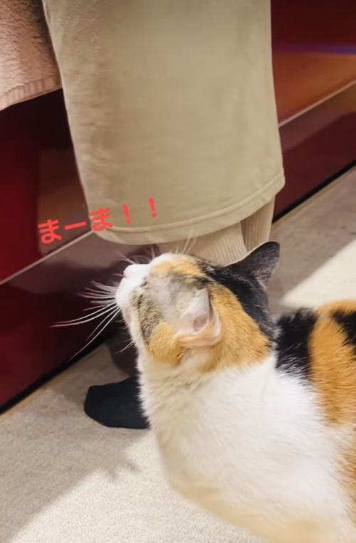 キッチンで片付けをするママを見上げて鳴く三毛猫