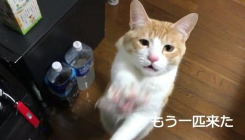 もう一匹来た