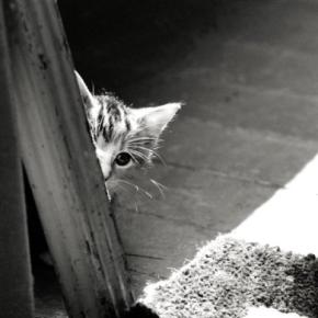 『極端に臆病な猫』と仲良くなるための秘策5選 目が合えばシャー!…どう接すればいい?
