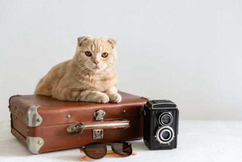 旅行鞄の上に乗る猫