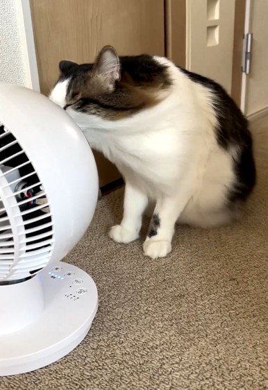 風を浴びる猫