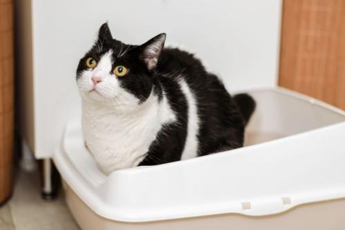 トイレに入る猫