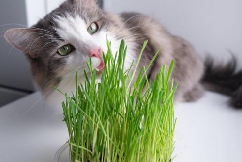 猫草を食べようとしている猫