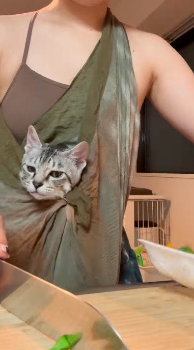 抱っこ紐の中で目を少し伏せている猫