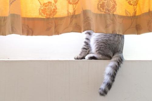 カーテンに半分隠れる猫