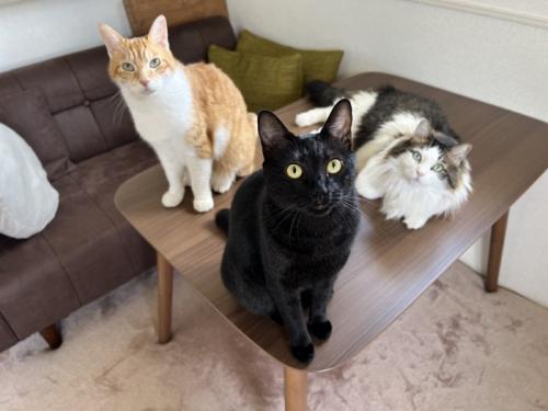 3匹の猫