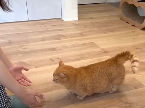 飼い主さんに呼ばれる猫