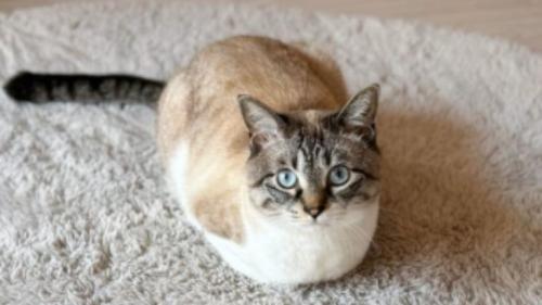 室内にいる猫