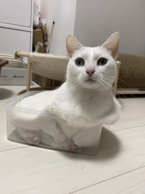 箱に入る猫
