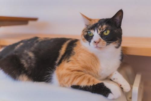 しま模様がある三毛猫
