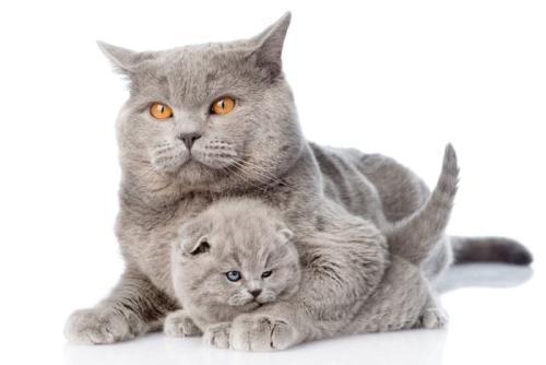 親子猫の2ショット