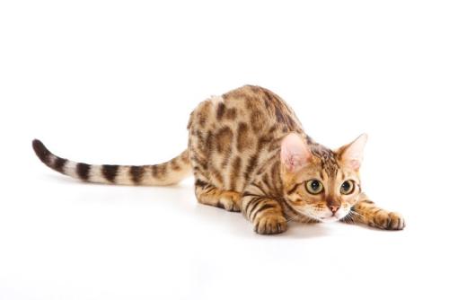 獲物に狙いを定める猫