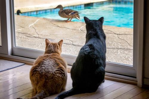 窓の外の鳥を見つめる猫たち