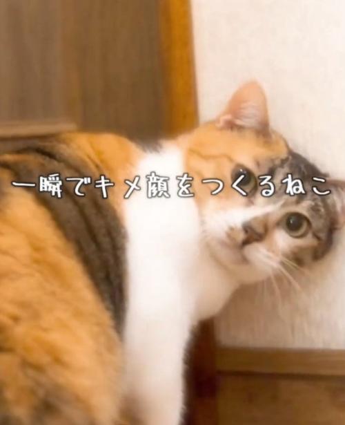 カメラ目線のねねちゃん