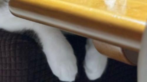 猫の手