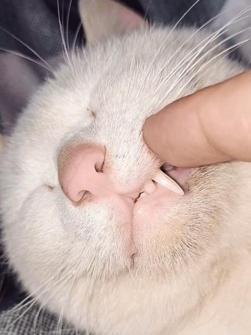 顔を触られる猫