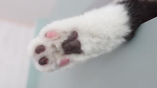 黒の肉球